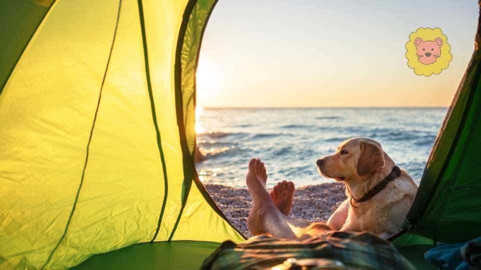 Beste 13 Campingplätze am Bodensee mit Hund: Urlaub 2025