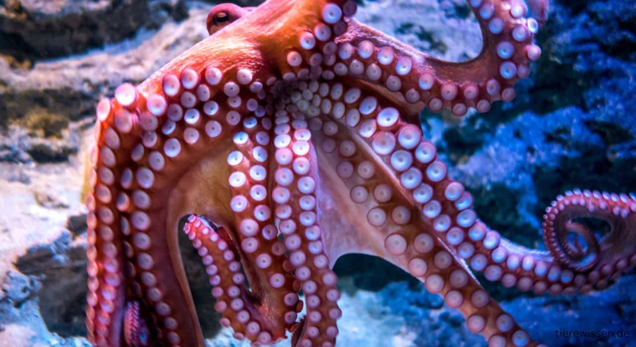 Die Meister der Bewegung: Oktopusse & ihr eleganter Tanz im Meer