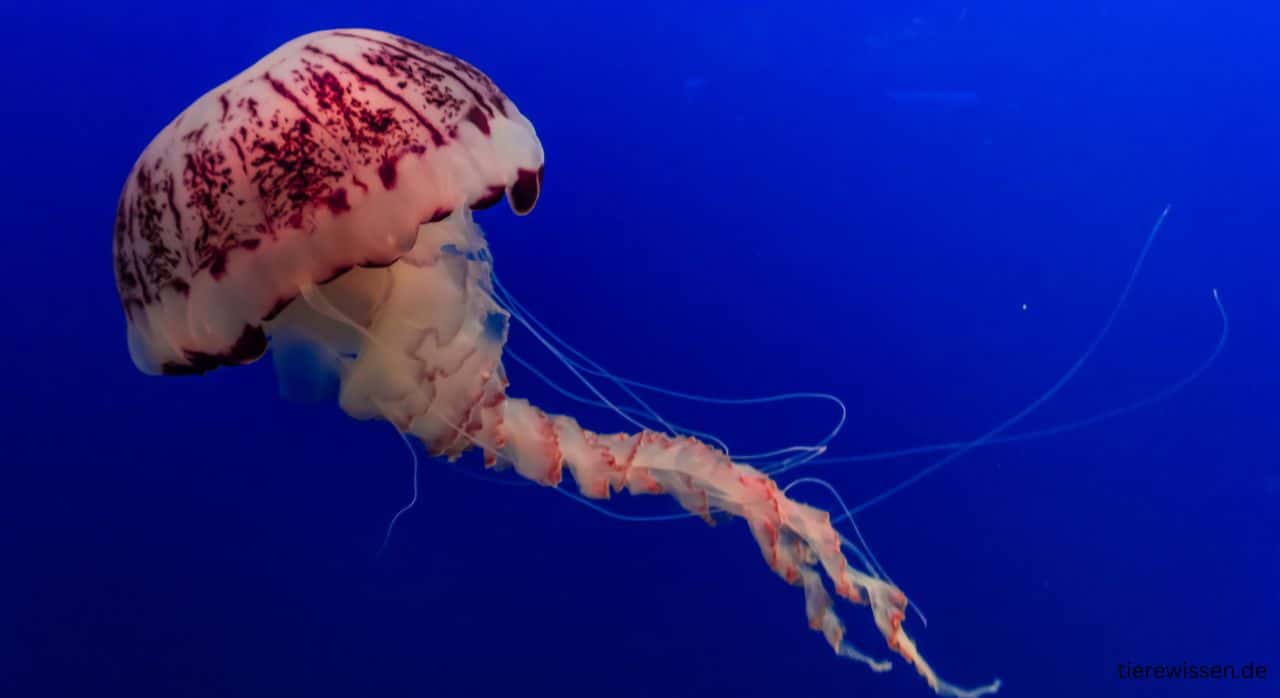 Die Quallen – Leben, Fressen, Leuchten & Gefährlichkeit