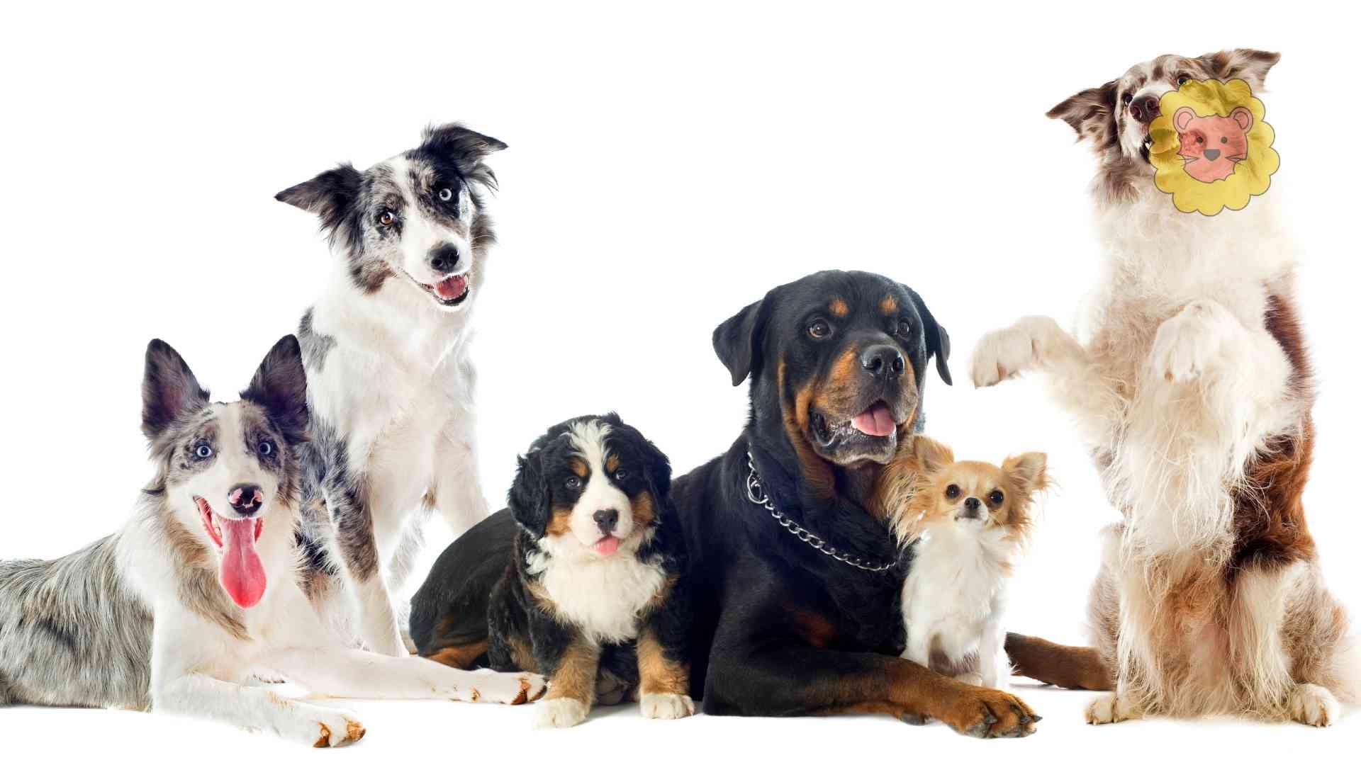 15 Hunde die viel haaren – Mit Bildern & Pflegetipps