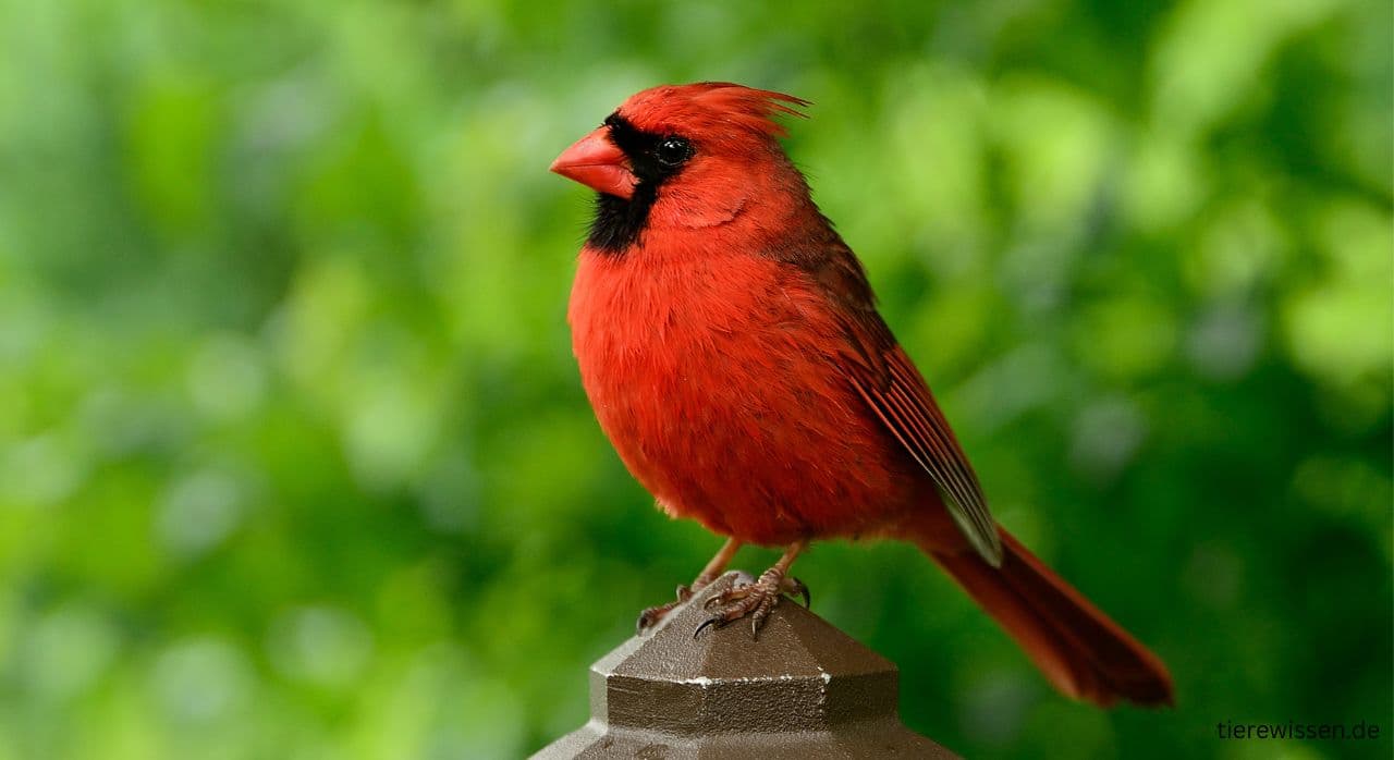 4 Schöne kleine Vögel mit rotem Kopf: Arten & Steckbriefe