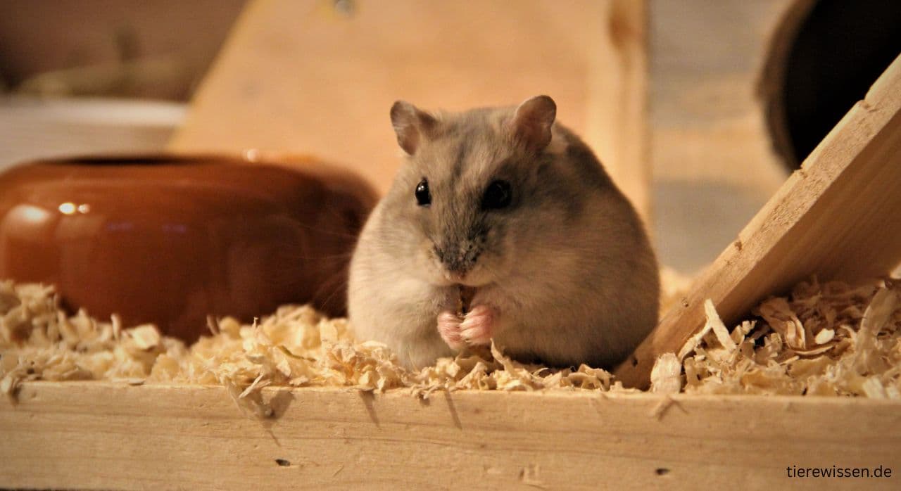 5 Ältester Hamster der Welt: Wussten Sie schon? Erstaunliche Fakten 2025