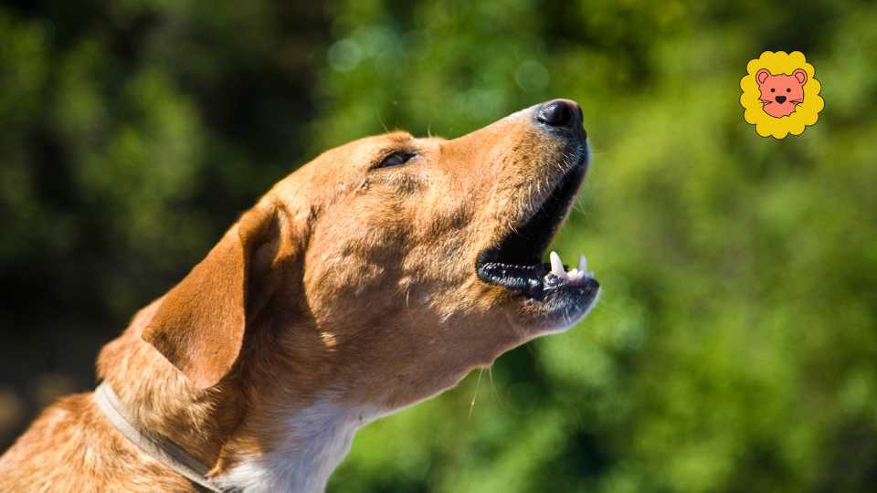 5 Hausmittel gegen Lipome beim Hund – Natürlich Behandeln