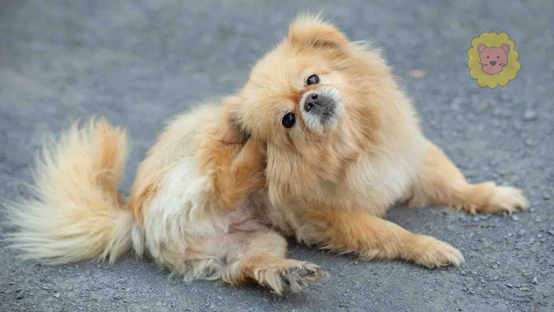 7 natürliche Hausmittel gegen Juckreiz beim Hund