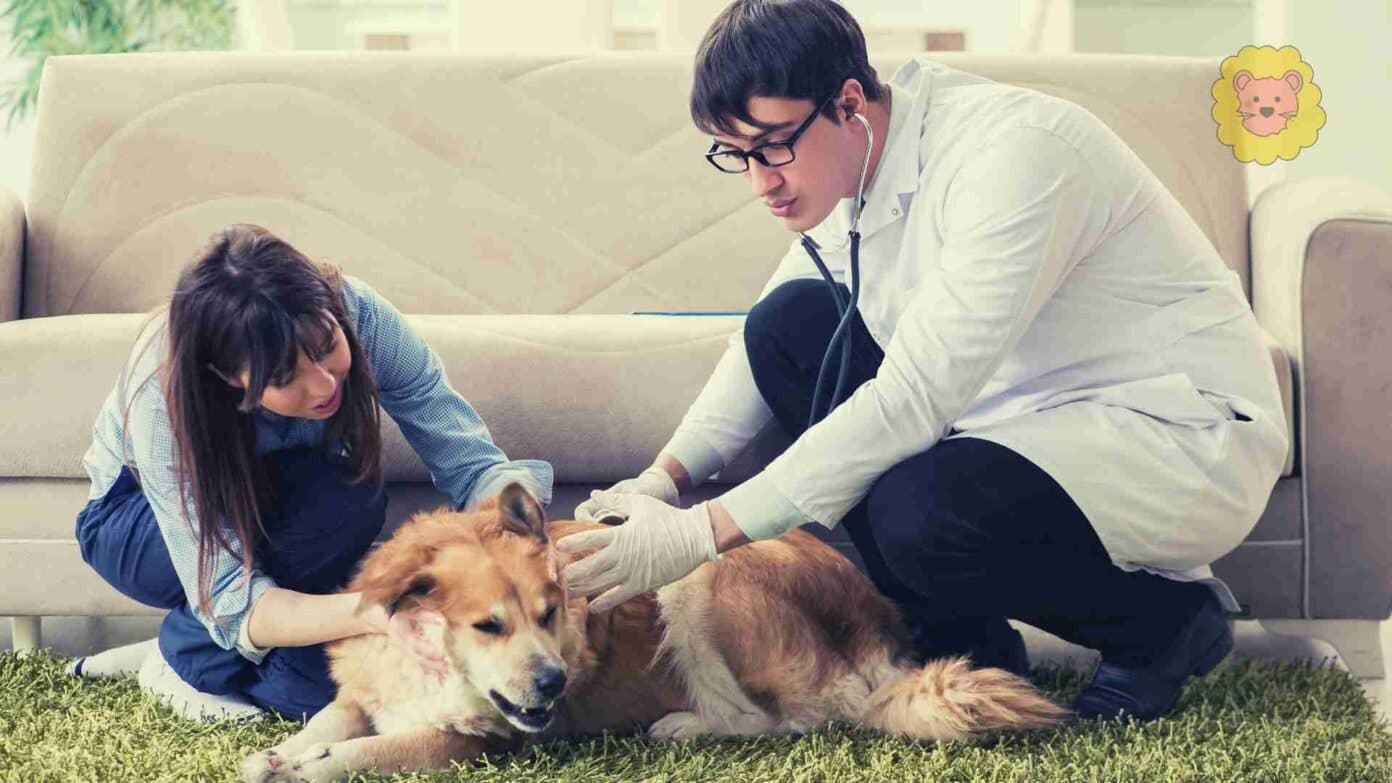 Abszess beim Hund selbst behandeln – Hausmittel & Tipps