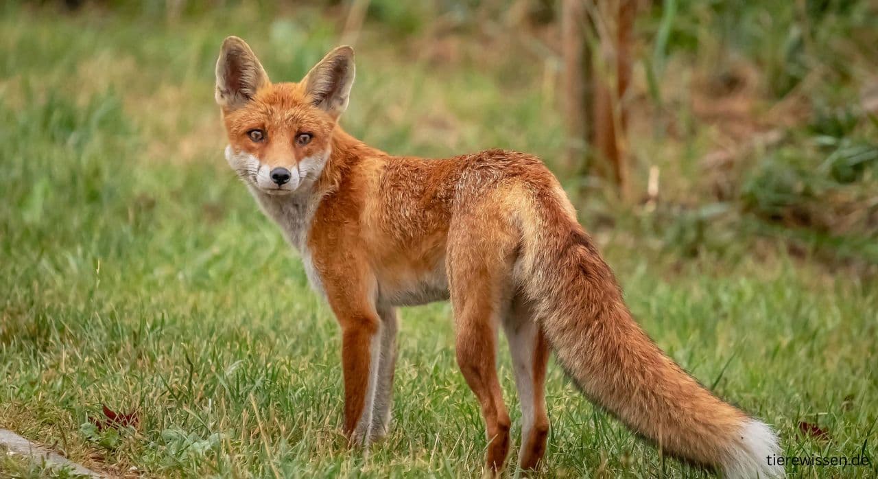 Fuchs Geräusche – Alle Laute des Fuchses erklärt
