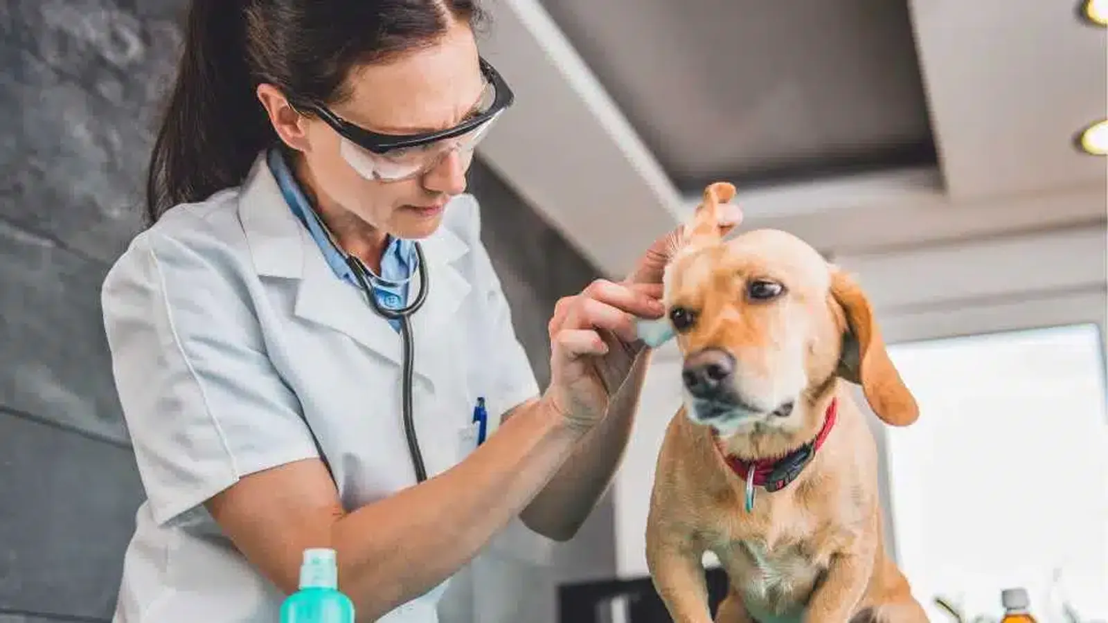 Entzündete Ohren beim Hund: Hausmittel, Ursachen & Behandlung