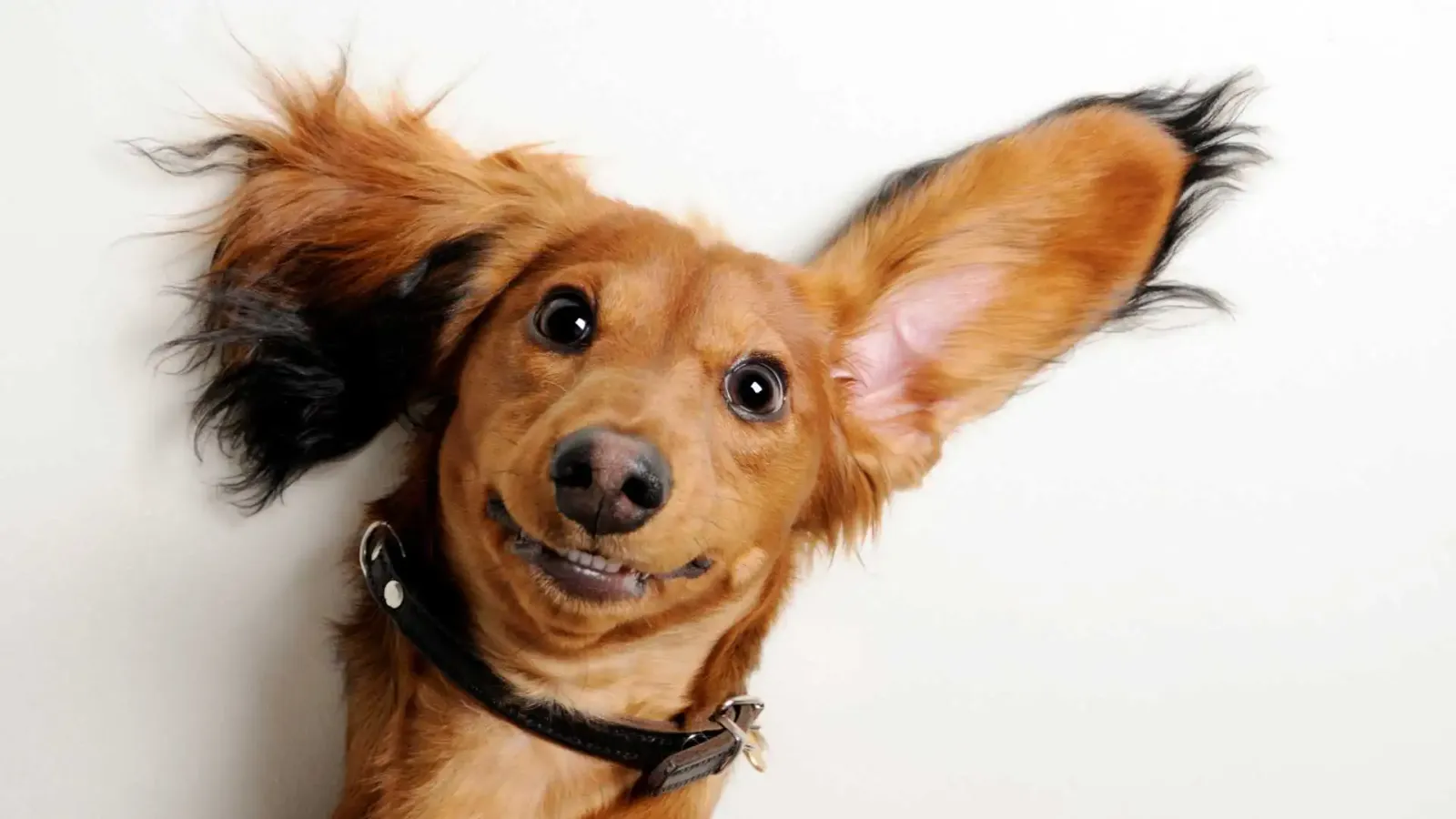 Tiere mit Down-Syndrom – Gibt es das wirklich?