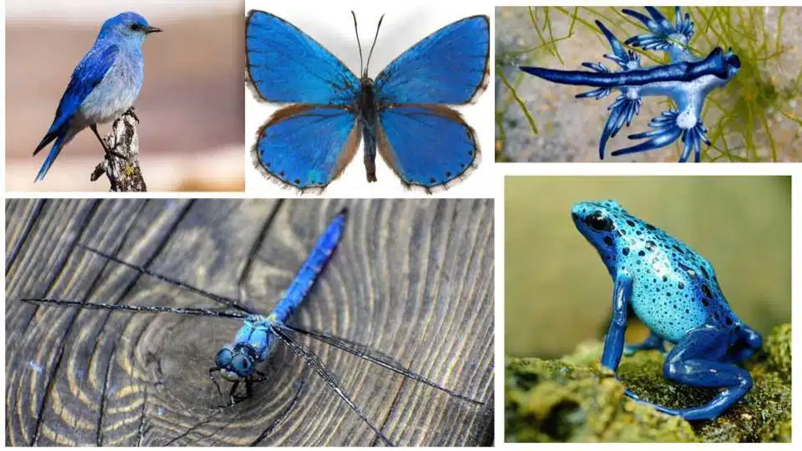 Top 16 hässlichste Tier der Welt – Faszinierende Naturwunder