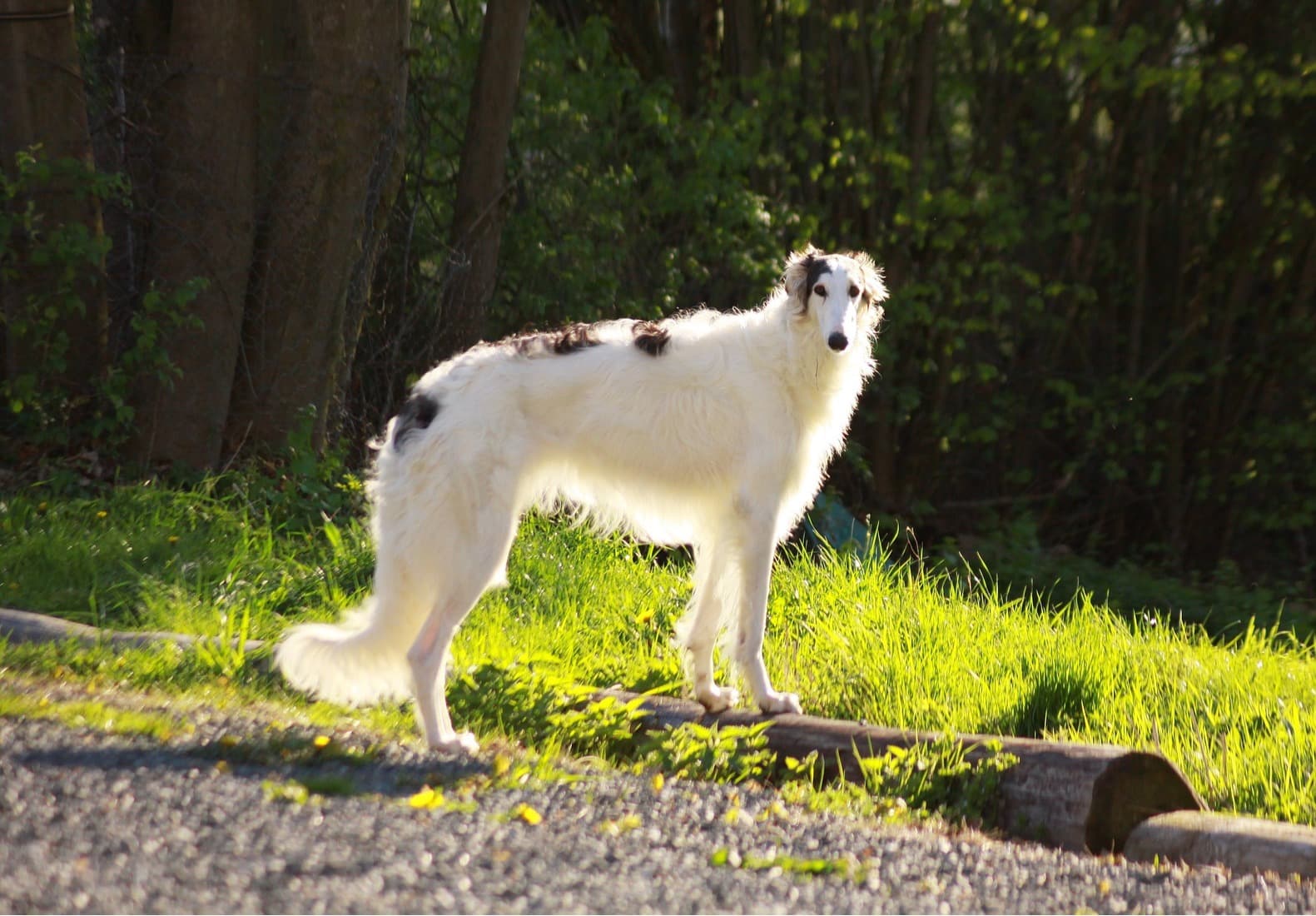 Barsoi Hund – Welpen, Wesen & Charakter der eleganten Windhundart