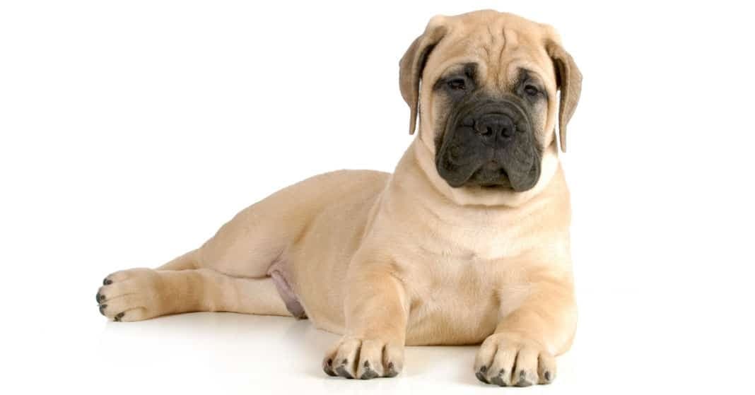 Bullmastiff Welpen – Temperament, Charakter & Haltung