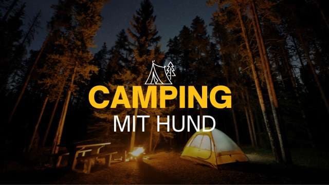 Camping mit Hund an der Holland-Küste: 5 schönste Campingplätze 2025