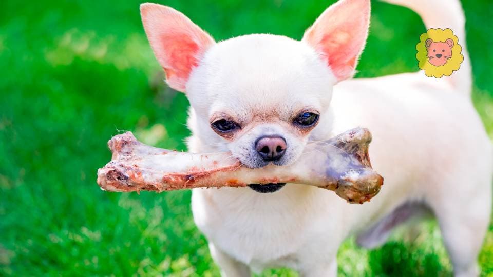 Campingplätze am IJsselmeer mit Hund: Tipps & beste Plätze 2025