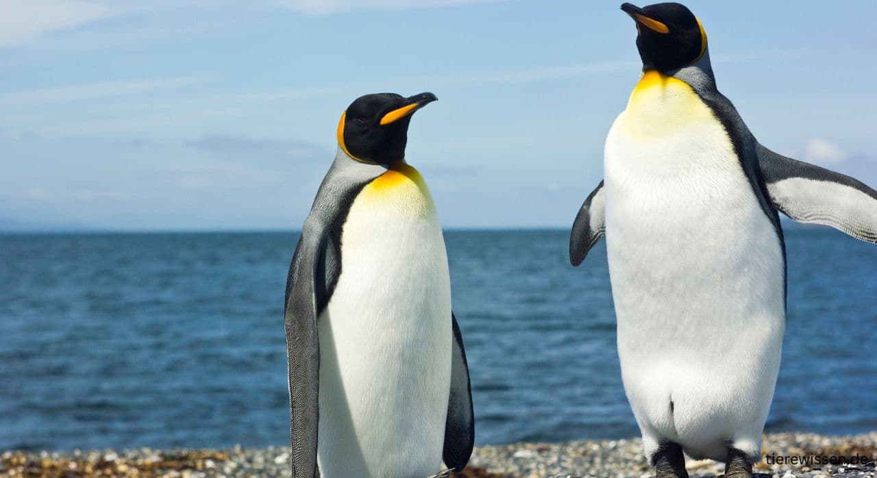 Der Lebenslauf des Pinguins: Steckbrief, Fakten & Lebensweise 2025