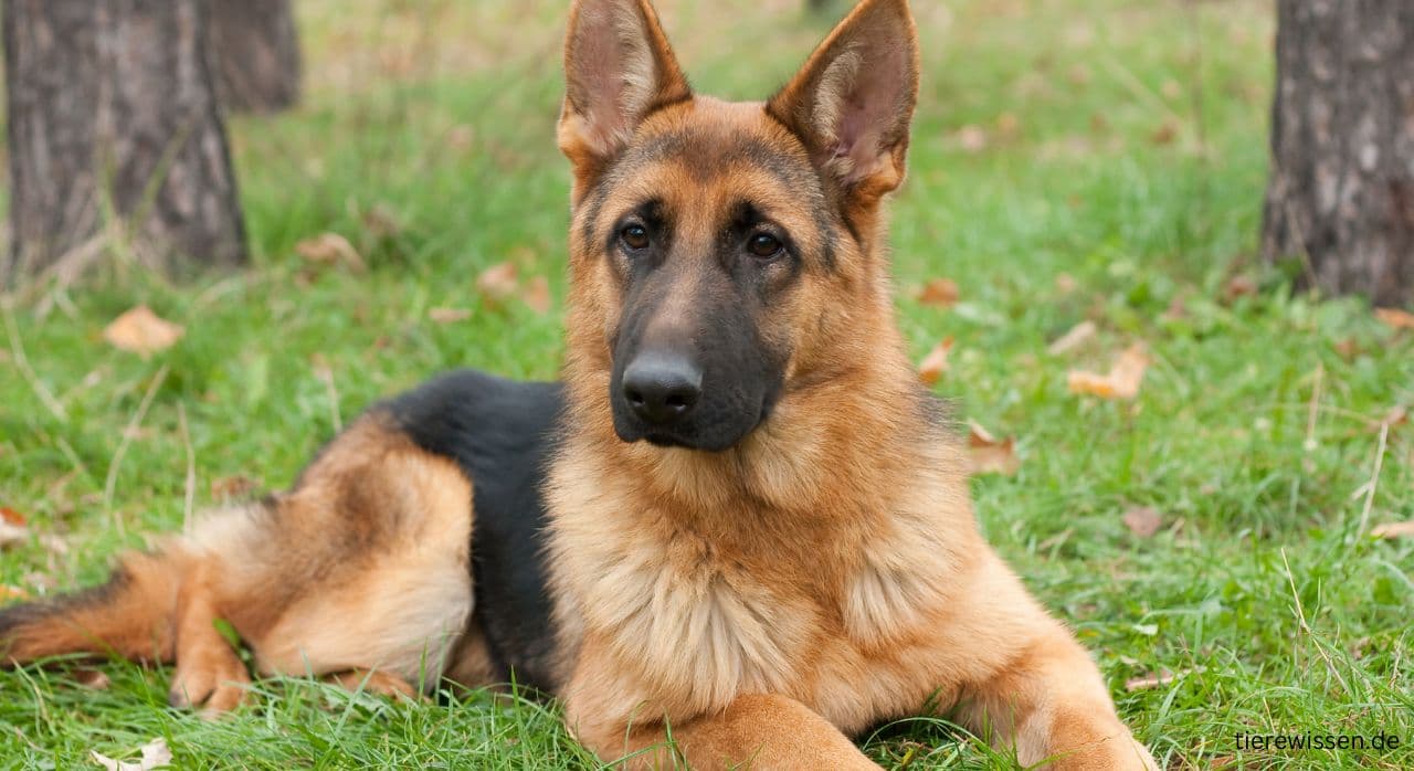 Deutscher Schäferhund Bulldogge Mix – Charakter & Haltung