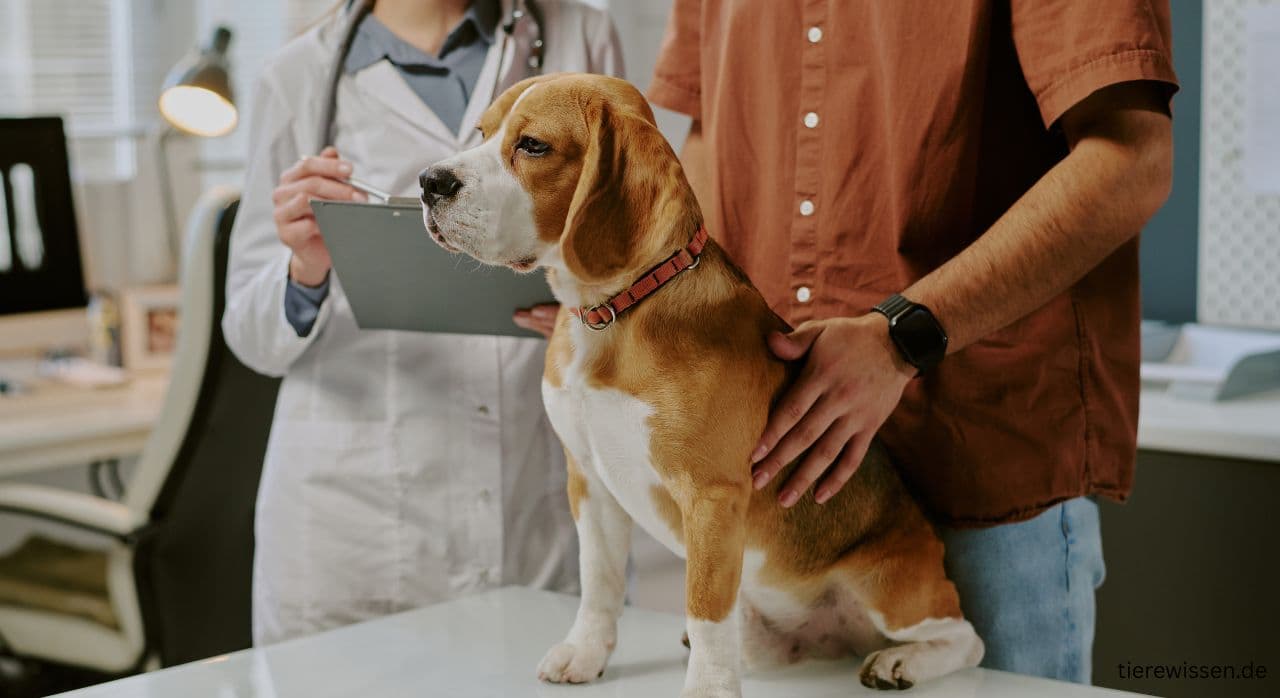 Die Analdrüsen beim Hund ausdrücken – Geruch, Kosten & Tipps
