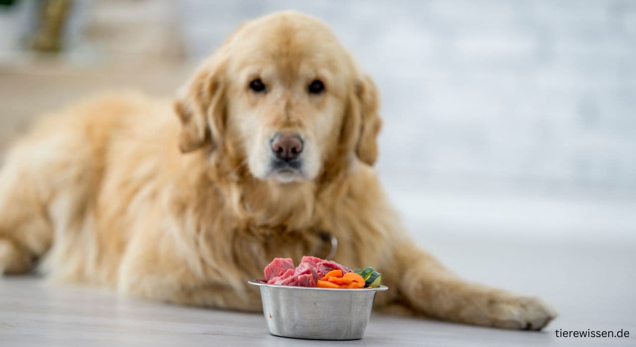 Die besten 3 Hausmittel gegen Milben beim Hund – Räude & Demodex