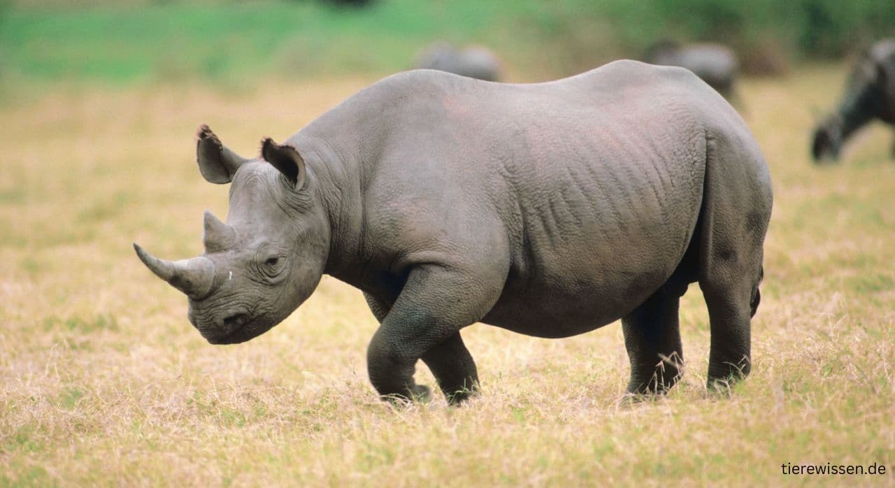 Die großartige Welt der Rhinozeros – Fakten, Arten und Schutz