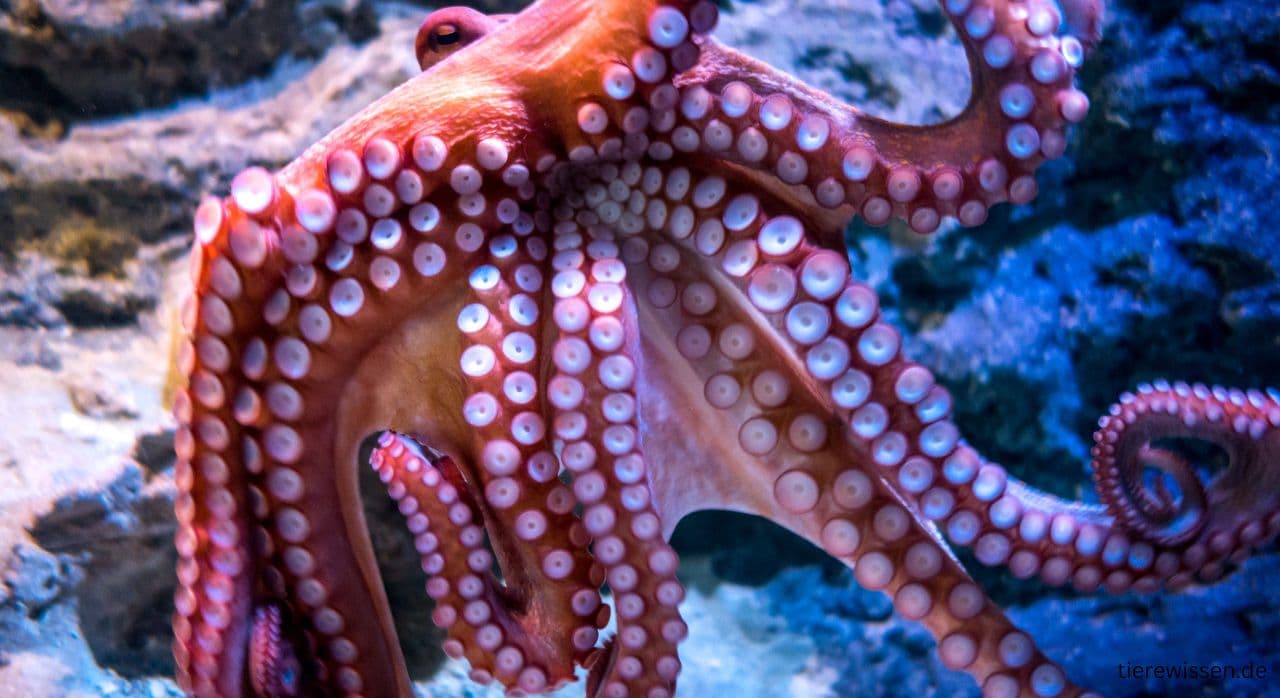Die Meister der Bewegung: Oktopusse & ihr eleganter Tanz im Meer