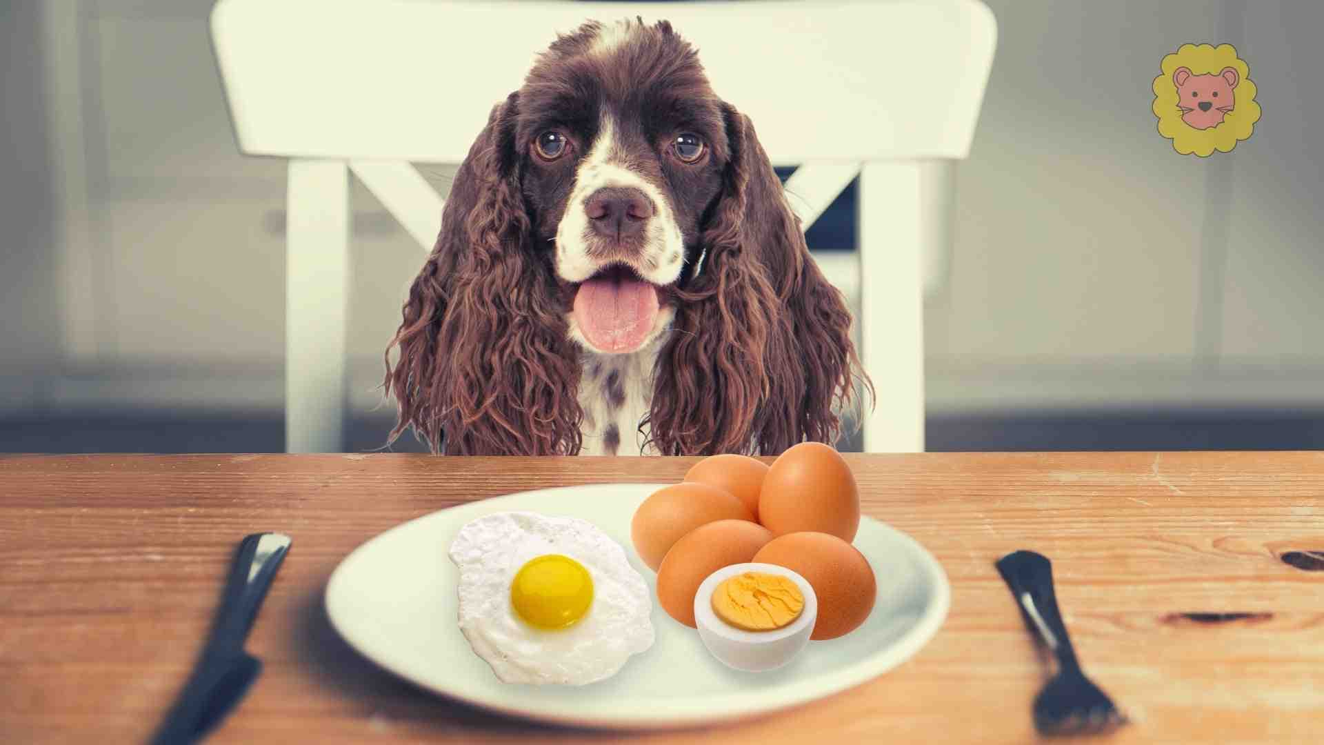 Dürfen Hunde gekochte Eier essen? Wichtige Information