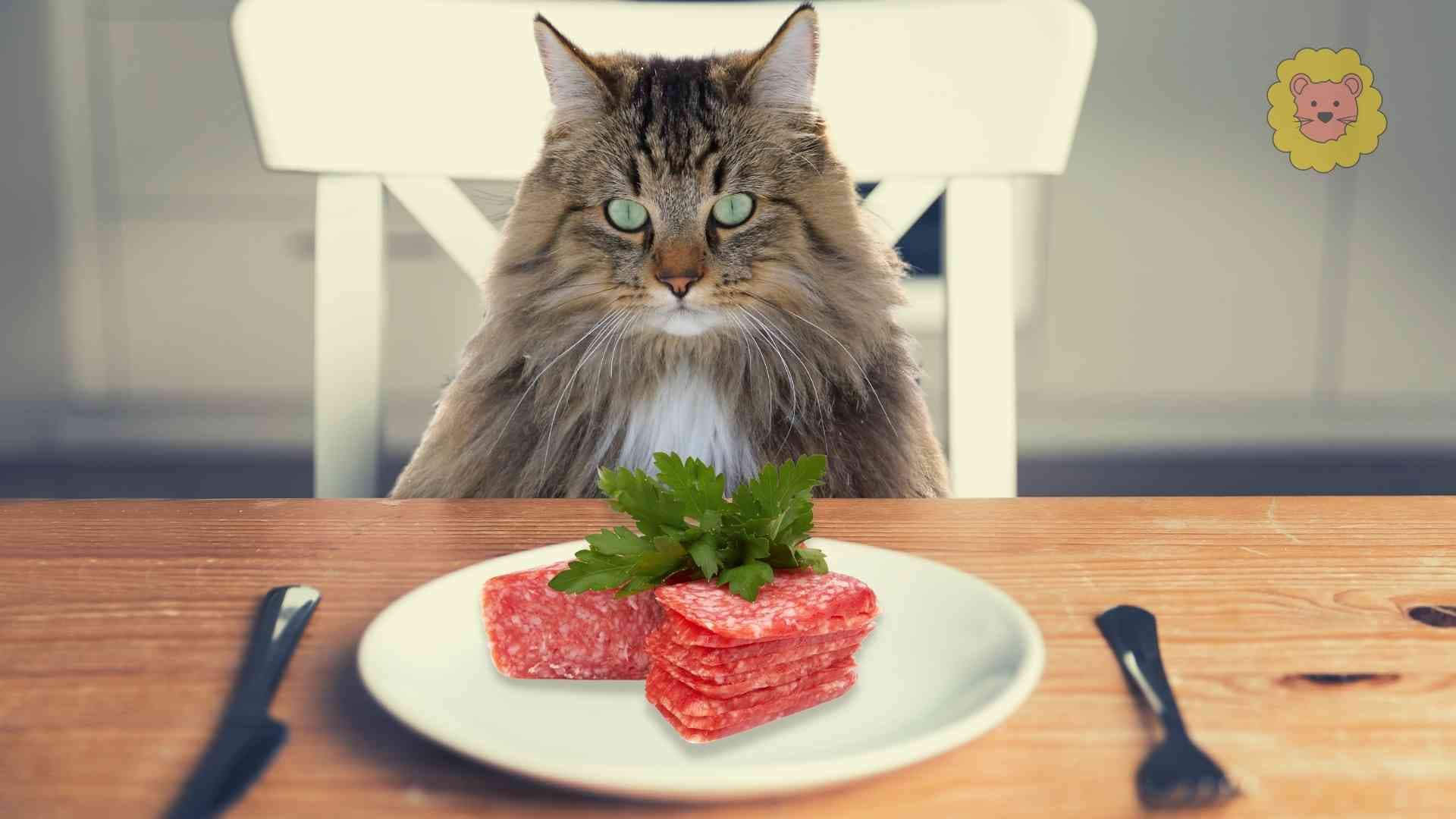 Dürfen Katzen Salami essen? Das müssen Sie wissen