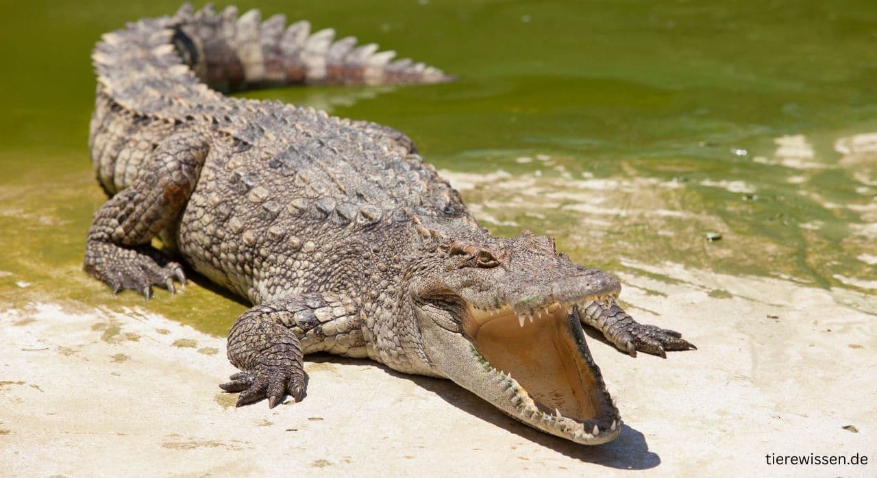 Erstaunliche Einblicke: Von Zähnen bis Schwanz des Krokodils
