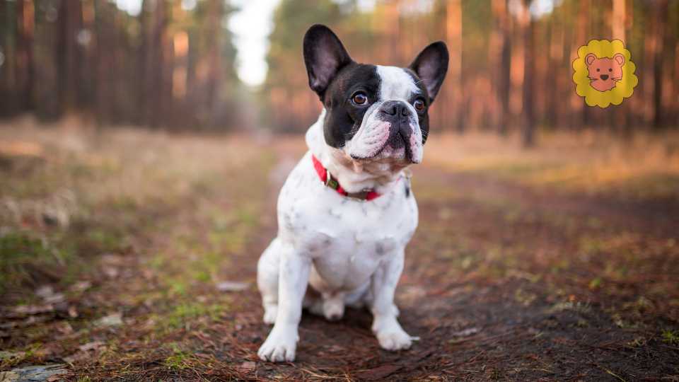 Französische Bulldogge Stafford Mix – Steckbrief, Charakter & Gesundheit