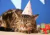 Geburtstagsgrüße mit Katze – Die schönsten Ideen & Wünsche