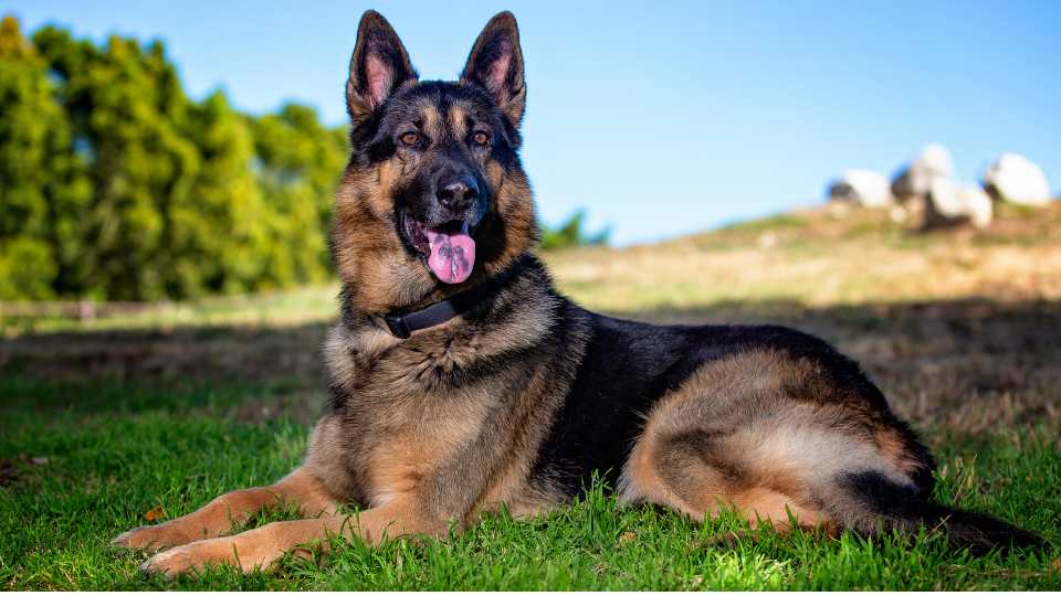 Golden Retriever Deutscher Schäferhund Mix – Charakter & Haltung