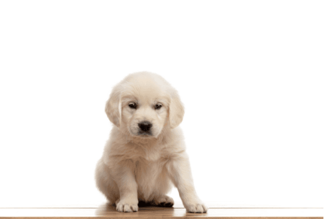 Golden Retriever: Der perfekte Familienhund