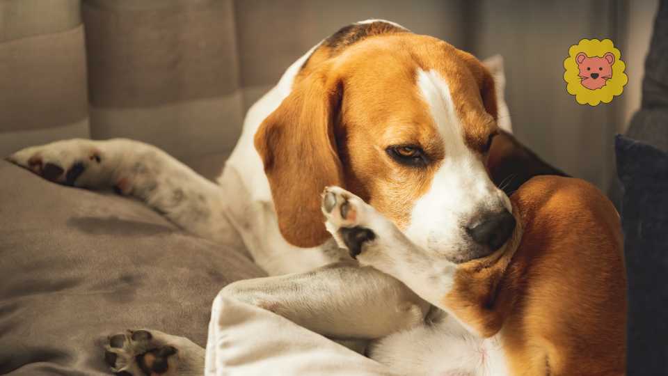 Hund zittert an den Beinen – Ursachen und was du tun kannst