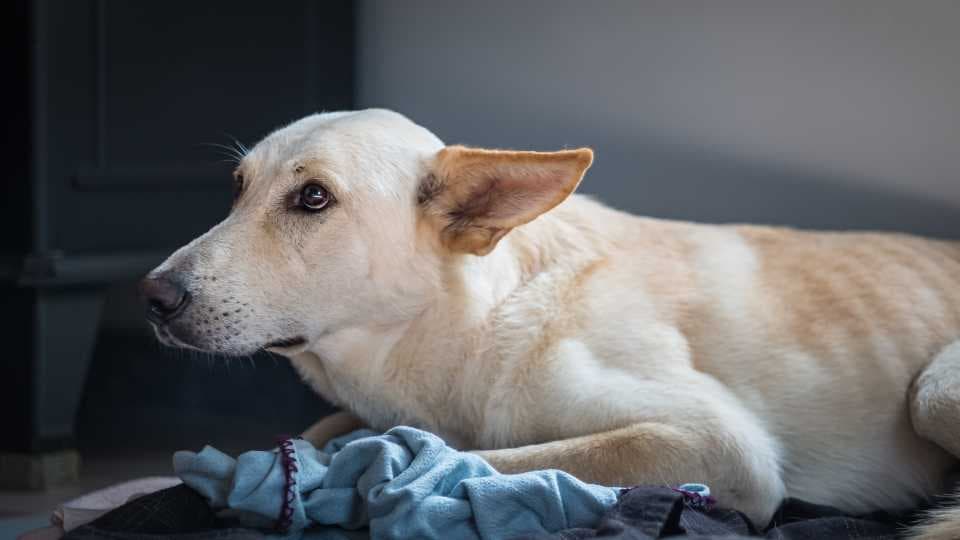 Hund zittert im Ruhezustand – Ursachen, Tipps und wann zum Tierarzt