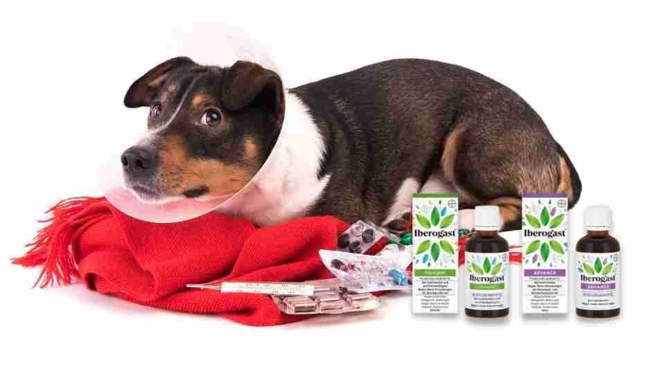 Iberogast für Hunde – Bauchschmerzen & wieviel Tropfen?