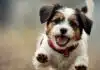 Jack Russell Terrier Shih Tzu Mix – Charakter, Pflege und Haltung
