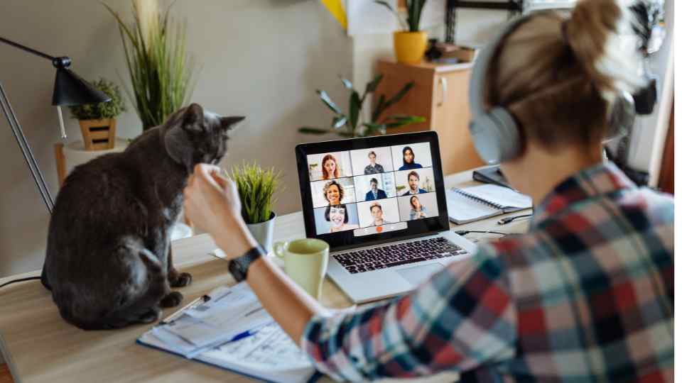 Katze Hauterkrankung & Schorf: Ursachen, Symptome & Behandlung