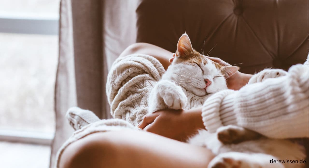 Katze Hinterbeine Lähmung: Ursachen, Behandlung & wann einschläfern?