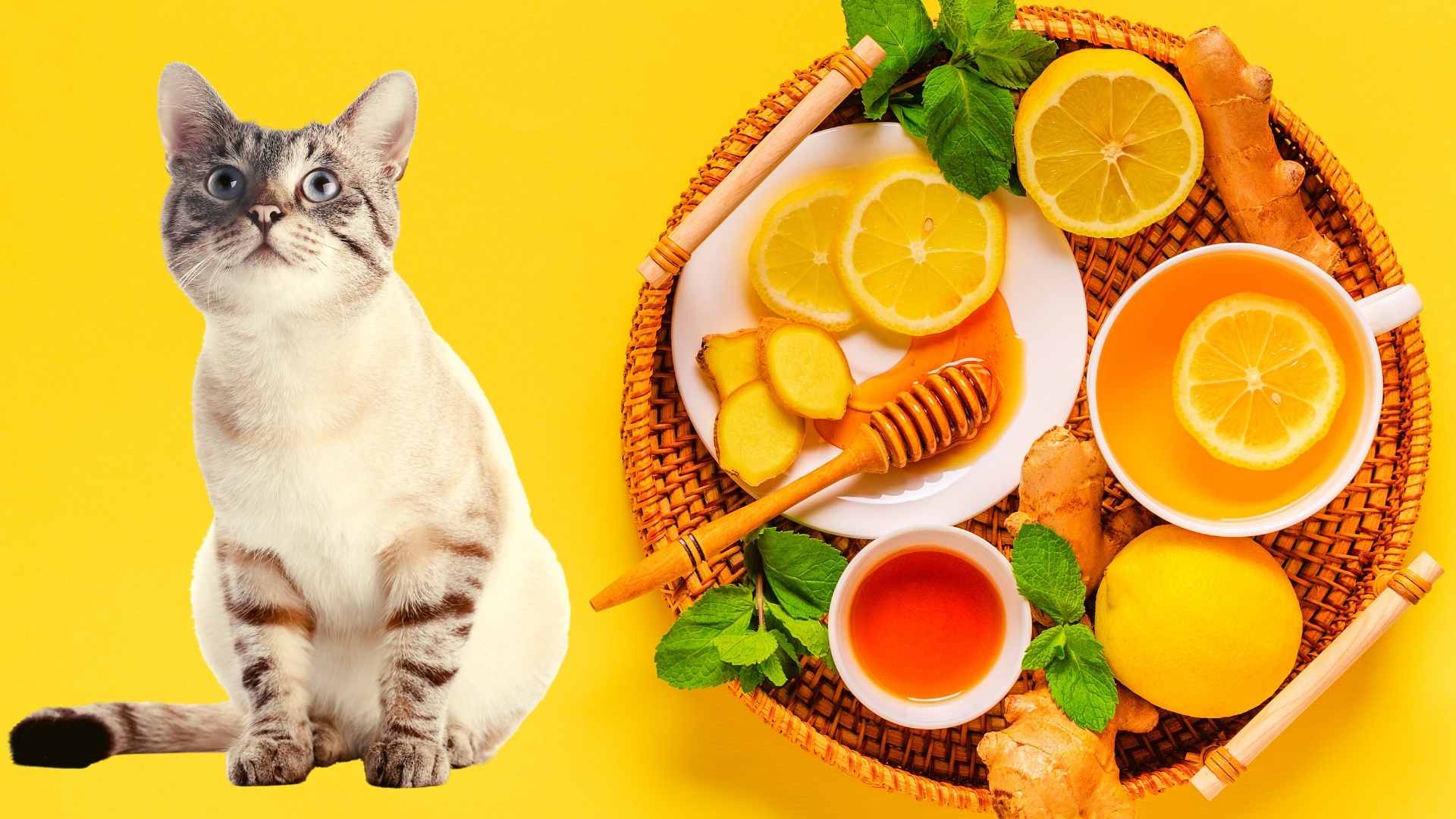 Katze hustet & würgt: Ursachen und die besten Hausmittel