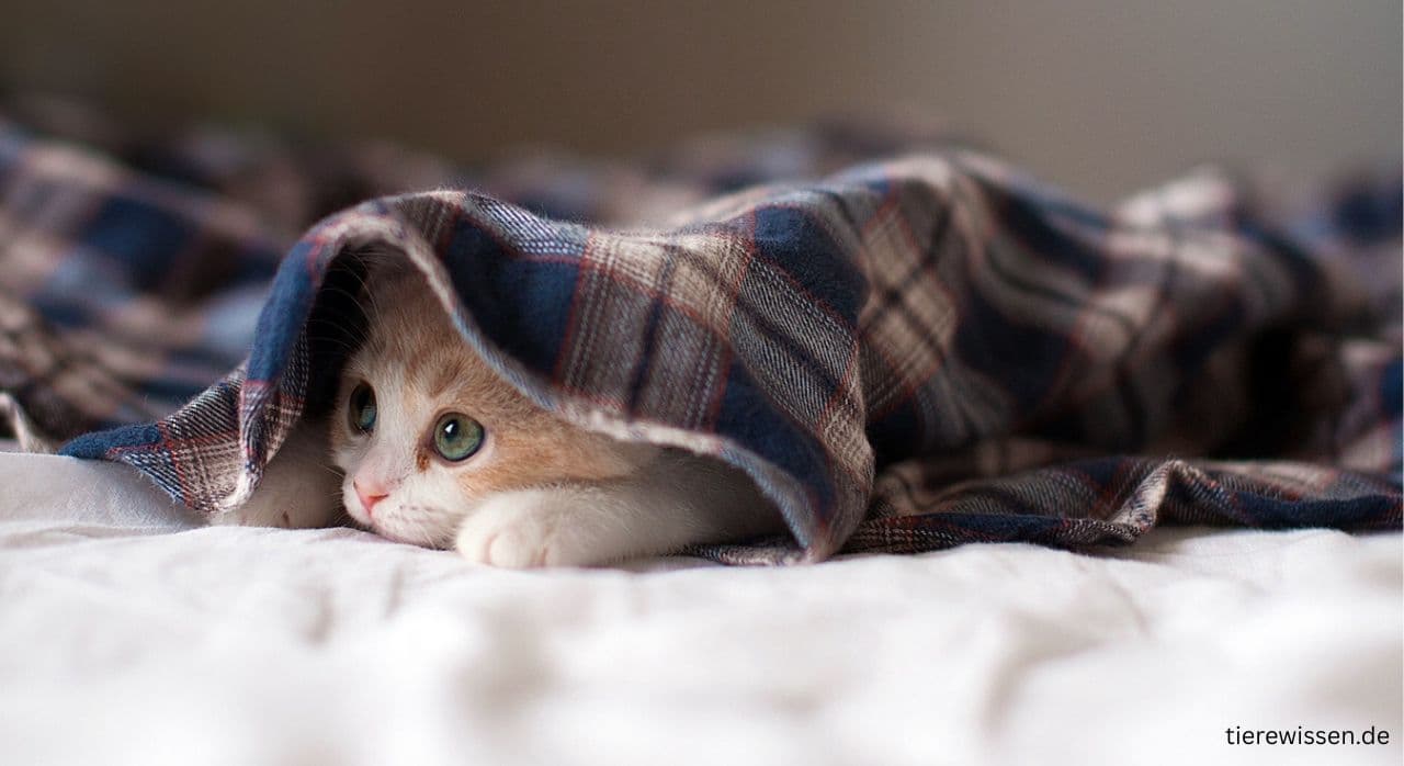 Katze Hypertrophe Kardiomyopathie (HCM) – Wann einschläfern?