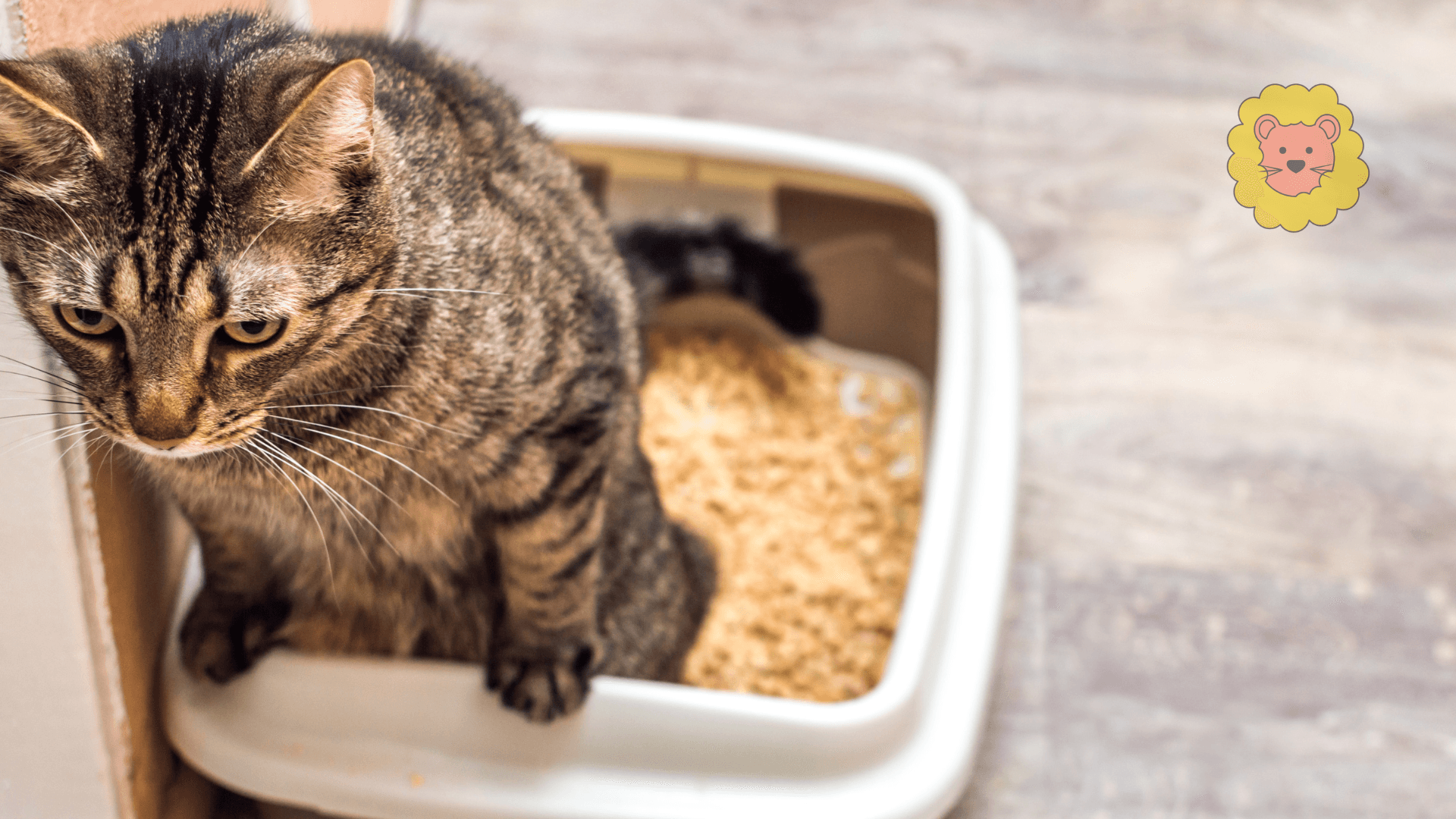 Katze kann nicht urinieren: Symptome, Hausmittel & Behandlungen