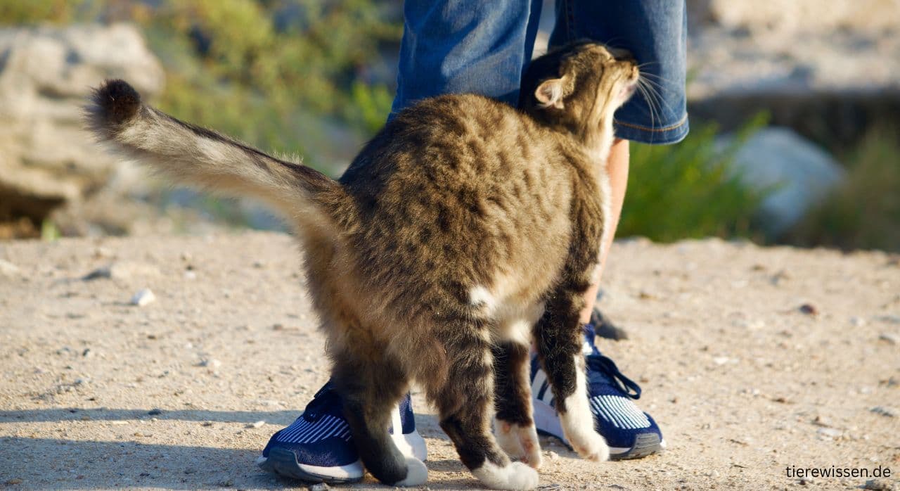 Katze knirscht mit den Zähnen – Ursachen und was zu tun ist