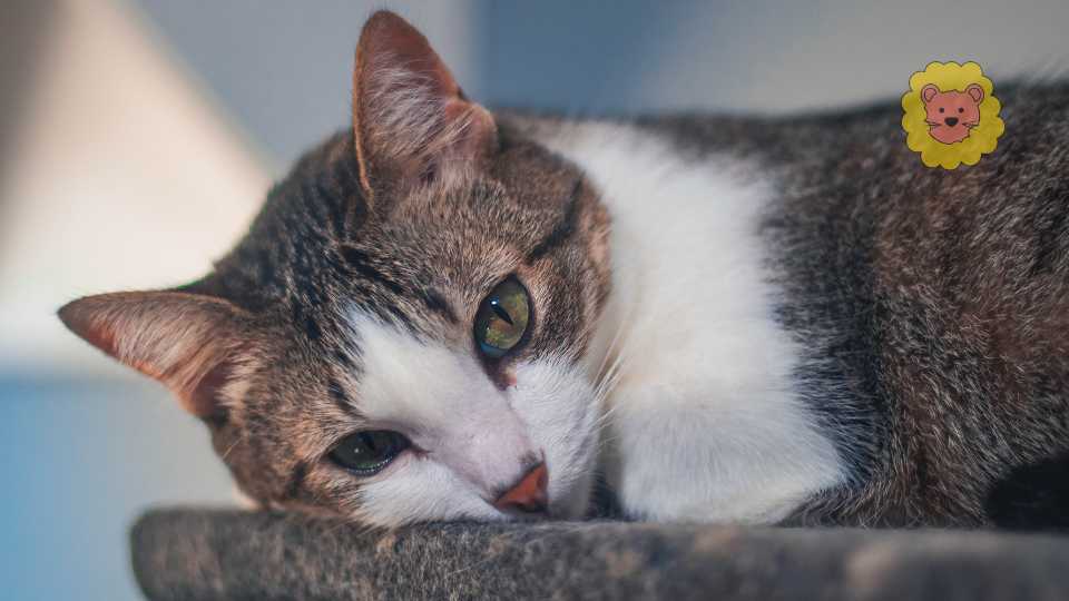 Katze mit verstopfter Nase: Hausmittel zur Unterstützung der Nasenatmung