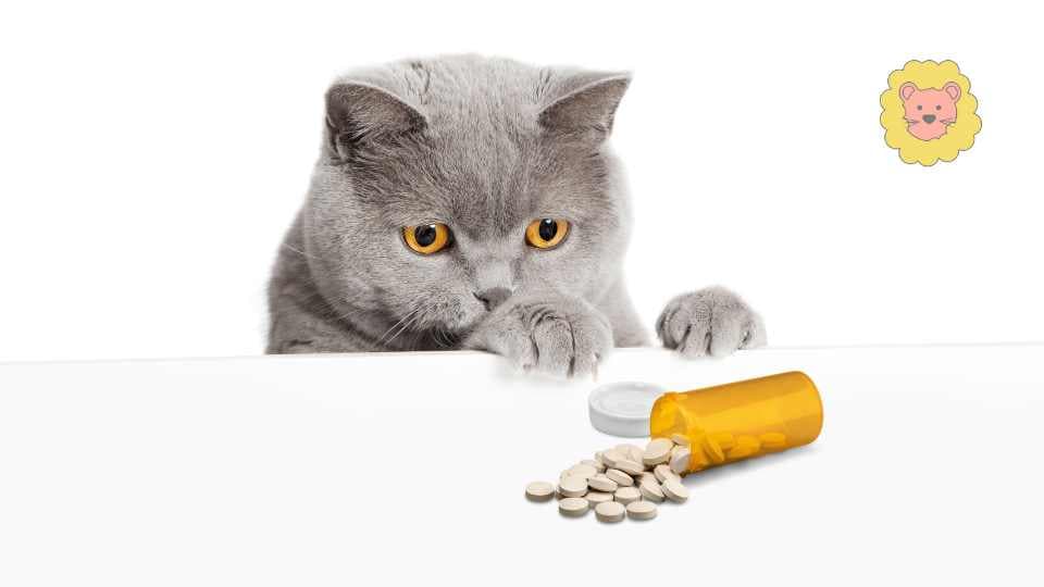 Katze nimmt Tablette nicht: Ursachen & die besten Tipps