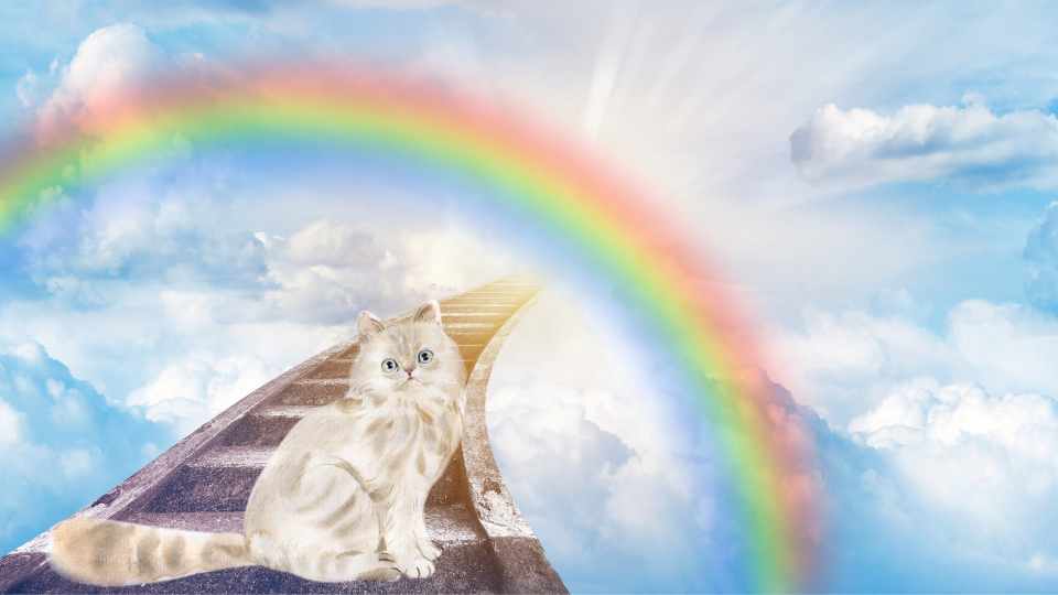 Katzenhimmel: Die Regenbogenbrücke der Katze – Trost & Bedeutung 2025
