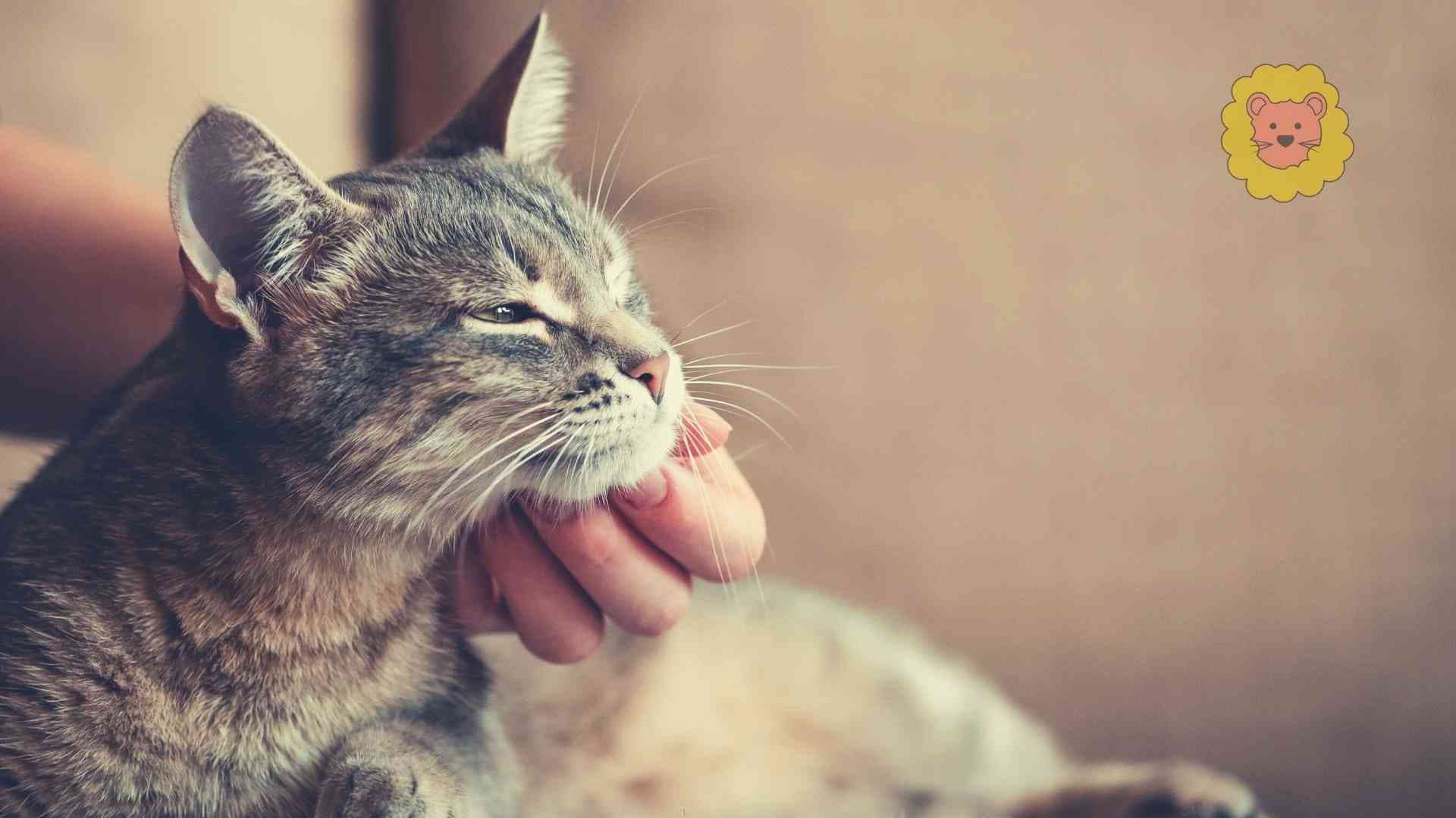 Kitten eingewöhnen – Tipps für die erste Nacht und die ersten Tage