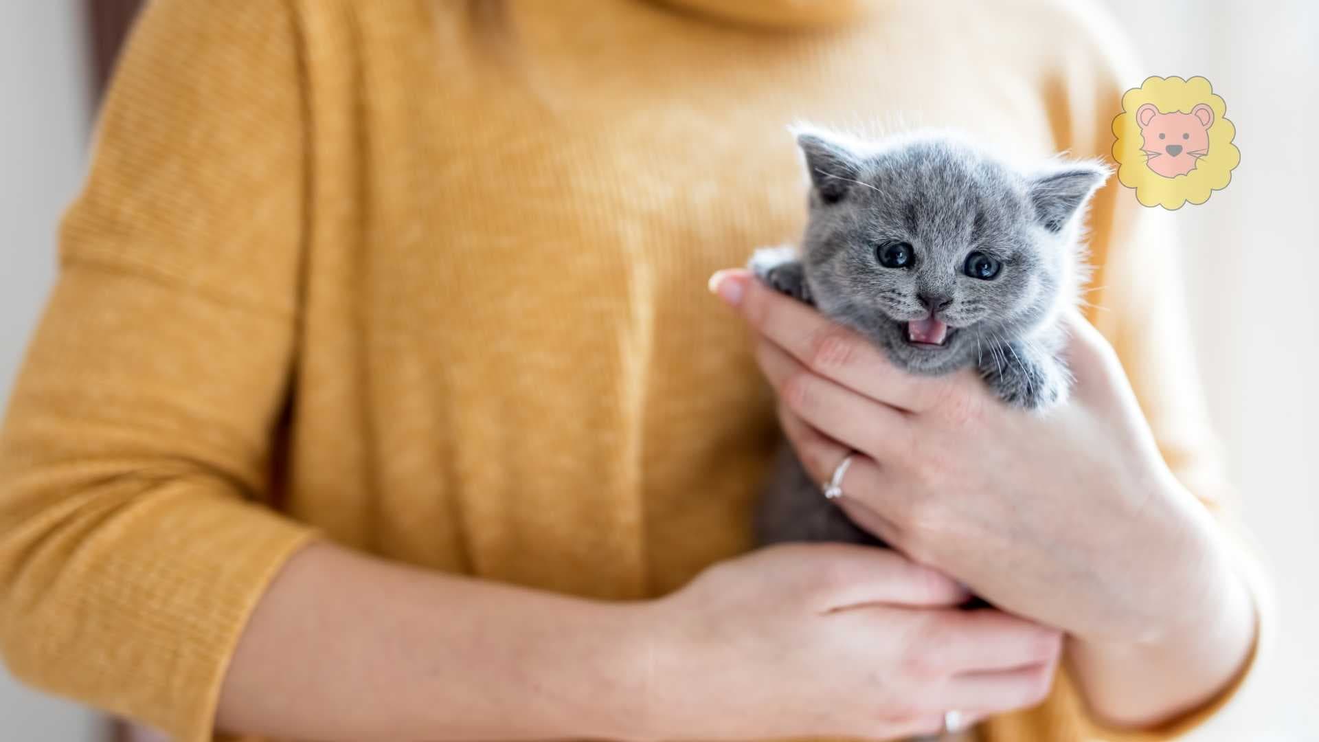 Melosus Katze kaufen ohne Rezept – Geht es online?