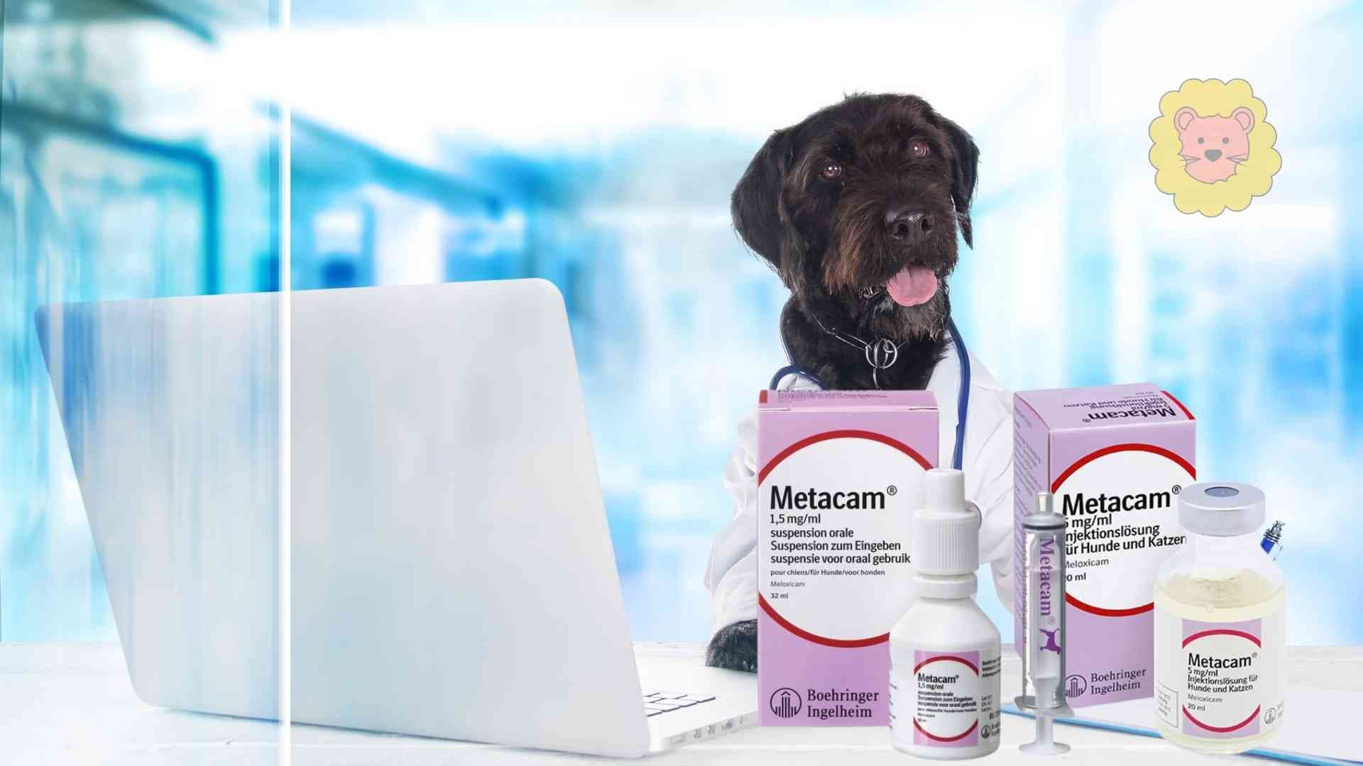 Metacam Hund kaufen ohne Rezept – Geht das?