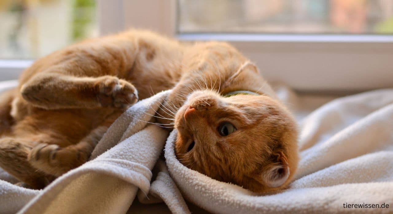 Natürliche Mittel gegen Rolligkeit bei der Katze: Was hilft wirklich?