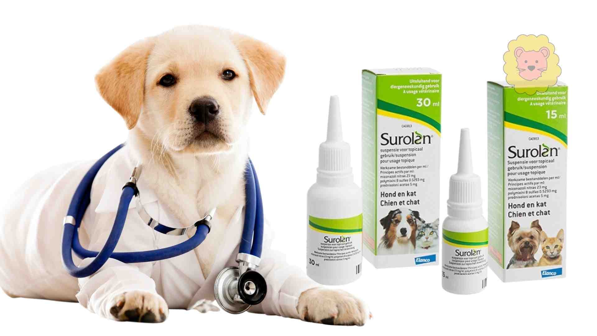 Surolan Hund kaufen ohne Rezept – Wichtige Punkte