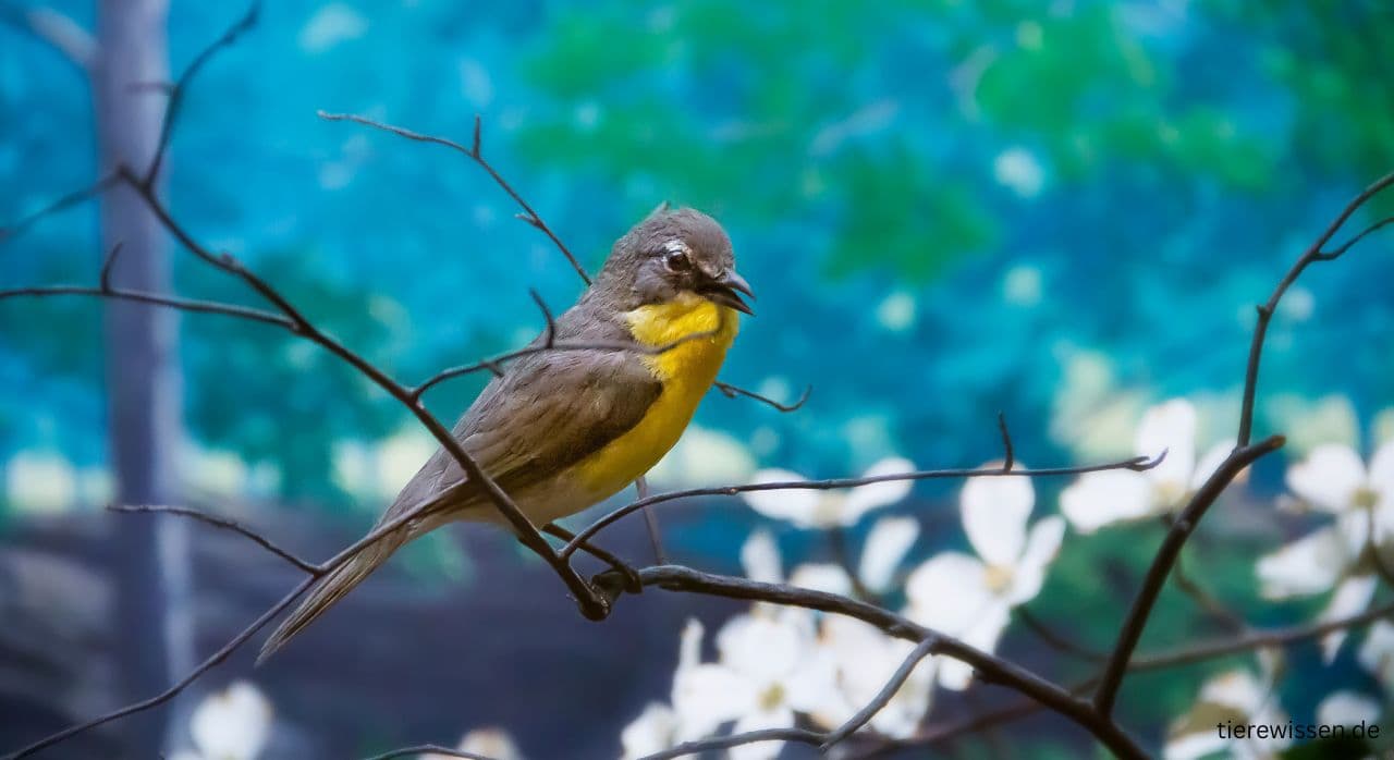 Vogel mit gelbem Bauch: 10 Arten mit Bildbeschreibung & Fakten