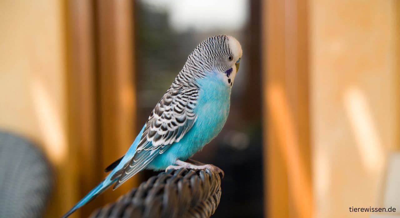 Wellensittich Haltung: Alles was du wissen musst